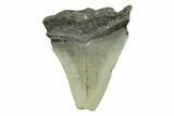 Bargain, Juvenile Megalodon Tooth - North Carolina #294438-1